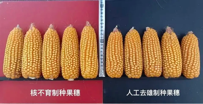 中国首个玉米制种核不育转化体获批农业转基因生物安全证书