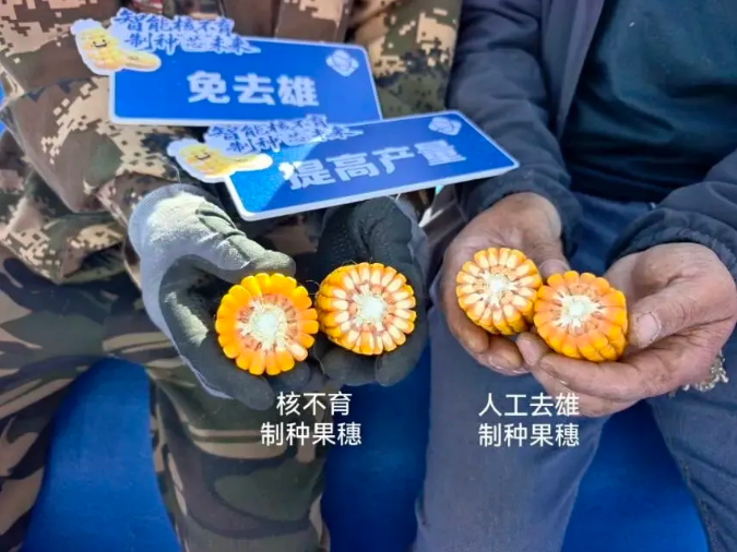 中国首个玉米制种核不育转化体获批农业转基因生物安全证书