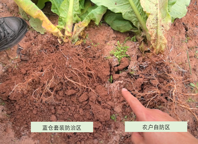 看不见的″地下战场″:高价值经济作物根部病害的现状与破解之道