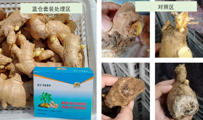 看不见的″地下战场″:高价值经济作物根部病害的现状与破解之道