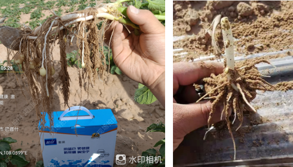 看不见的″地下战场″:高价值经济作物根部病害的现状与破解之道