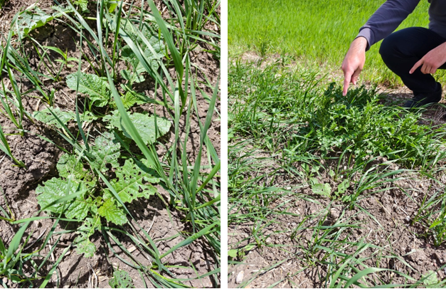 专题|解码加拿大植保市场:田间,农户的痛点何在?