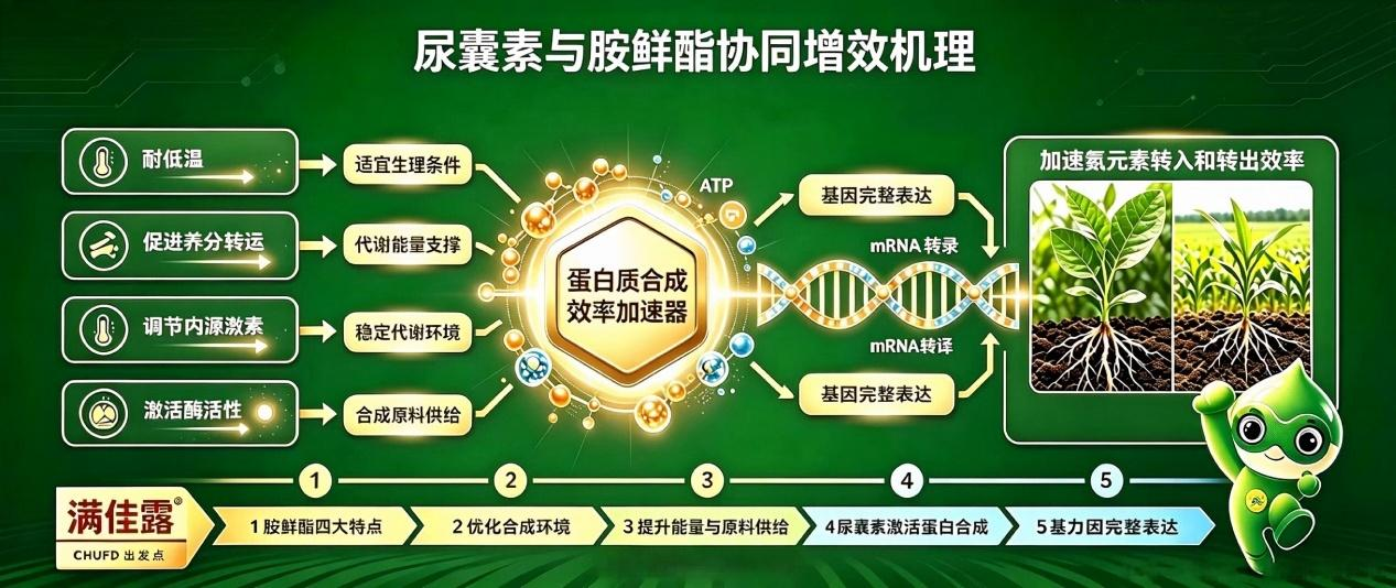 图片2.png 满佳露 | 配上代谢动力的升级款尿囊素,从低温短板到逆境优势