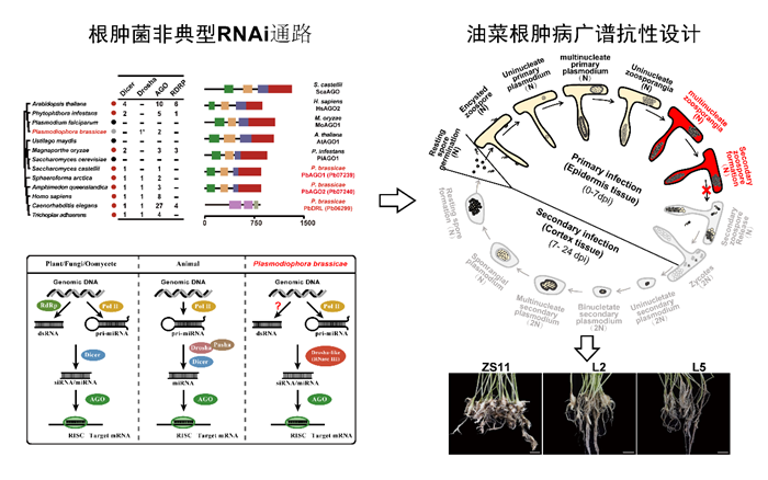 中国农科院最新研究构建油菜根肿病防控新策略
