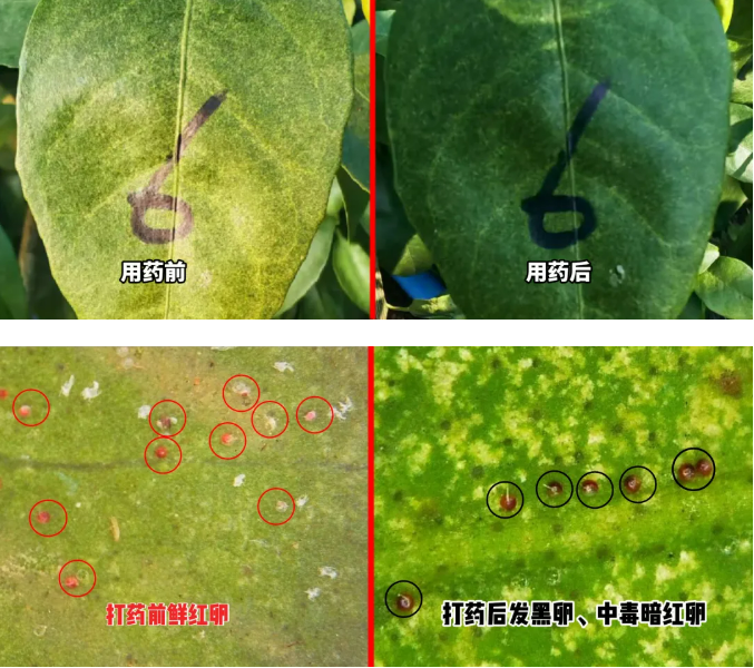 长效杀螨!康乔生物举行苯苄螨胺杀螨剂厉落®田间验收会