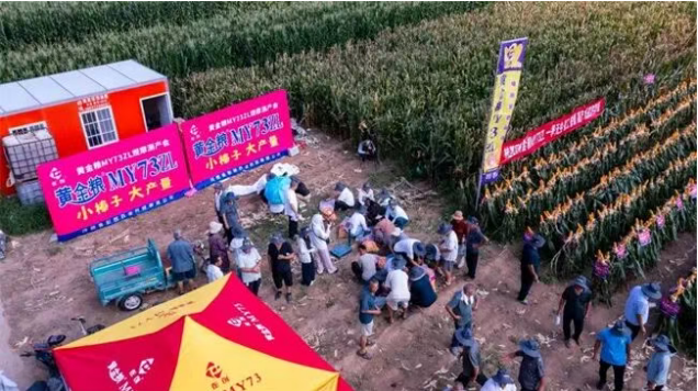 先正达中国性状商业化样本：威睿ZL性状融合优势品种，黄金粮MY73ZL多场景实收检验赋能价值