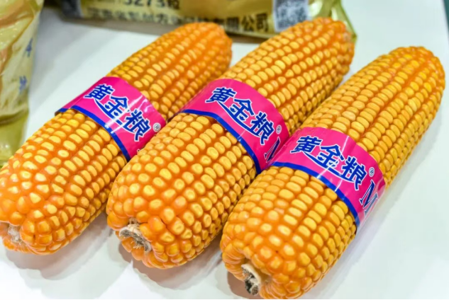 先正达中国性状商业化样本：威睿ZL性状融合优势品种，黄金粮MY73ZL多场景实收检验赋能价值