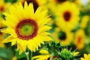 向日葵怎么种（向日葵的正确种植方法）（向日葵如何种植?）