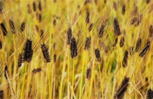 黑麦的种植技术（黑麦麦种）