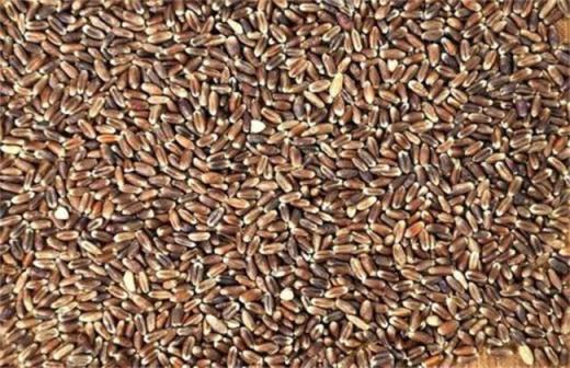 黑麦的种植技术（黑麦麦种）