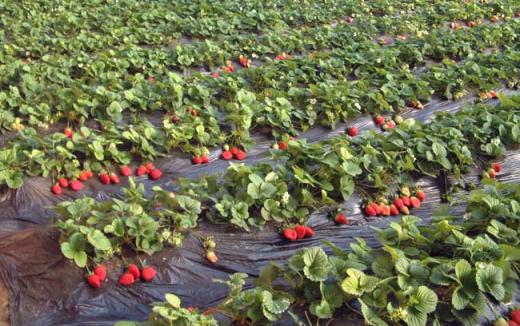 草莓种植中后期管理技术（草莓种植后的管理与管理）