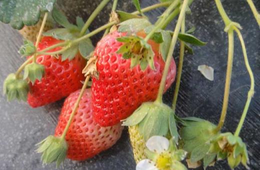 草莓种植中后期管理技术（草莓种植后的管理与管理）