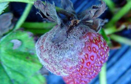 草莓灰霉病用什么特效药？（草莓灰霉病抗药性解决方案）