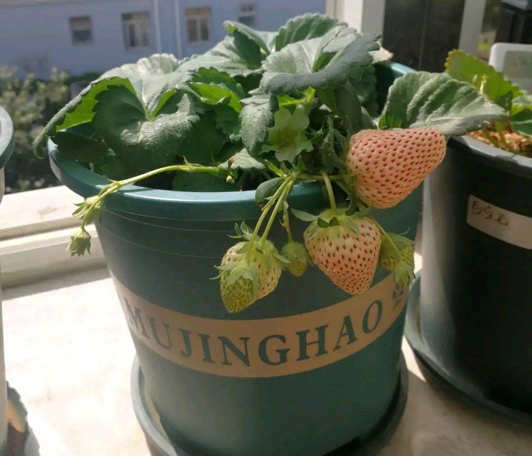 在家里种草莓怎么种（阳台种草莓的技巧和正确方式）（如何在阳台种草莓）